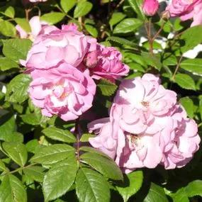 Lilac Bouquet Climbing Rose (Rosa Lilac Bouquet) 3